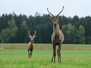 Junger Hirsch im Gehege der gerade Bast verliert