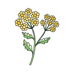 yarrow flower illustration, flower vector art, flower icon - Minimalistic flat illustration of yarrow flower flower, perfect for icons, logos, and floral-themed designs.

