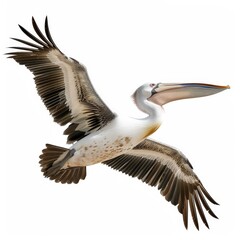 Obraz premium A pelican is flying in the sky with its wings spread wide