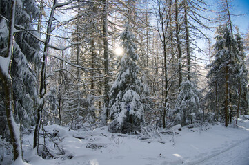 Winter auf dem Champ du Feu in den Vogsen