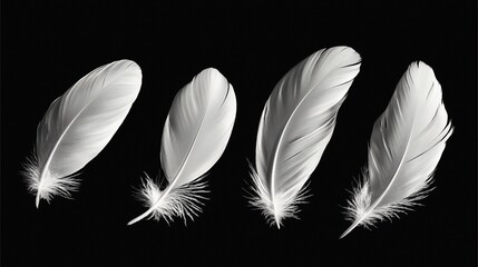 Obraz premium Four white feathers isolated on black.