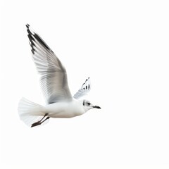 Fototapeta premium A white seagull is flying in the sky