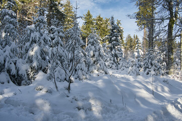 Winter auf dem Champ du Feu in den Vogsen