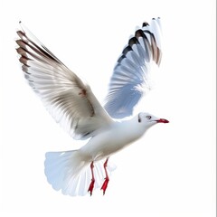 Fototapeta premium A white bird with red feet is flying in the air
