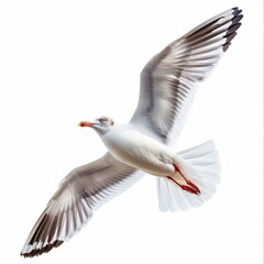 A white bird with red feet and orange beak flying in the air