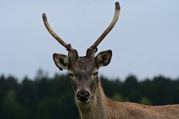 Junger Hirsch im Gehege der gerade Bast verliert
