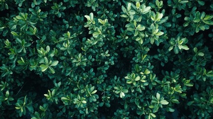 Obraz premium Lush green foliage overhead shot, dense leaves.