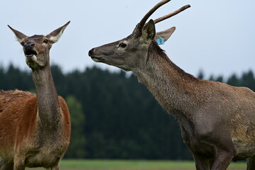 Junger Hirsch im Gehege der gerade Bast verliert