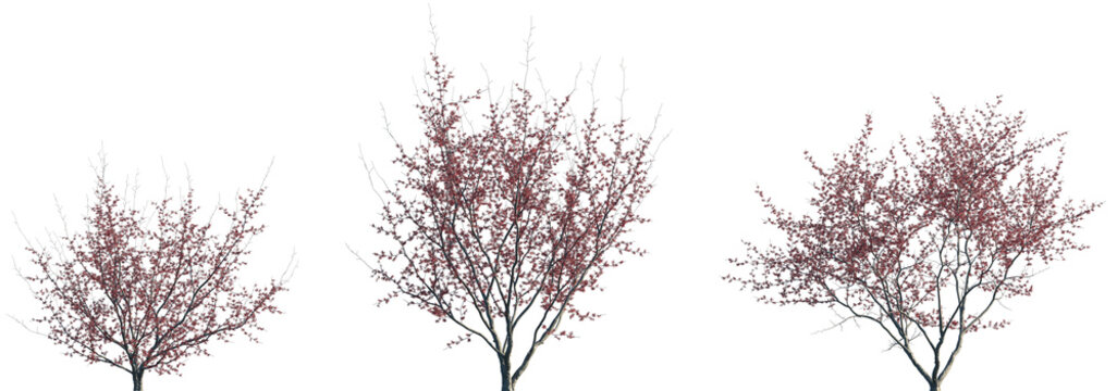 Set of 3 Hamamelis &times; intermedia (the hybrid witch hazel) autumn small trees frontal isolated png on a transparent background perfectly cutout