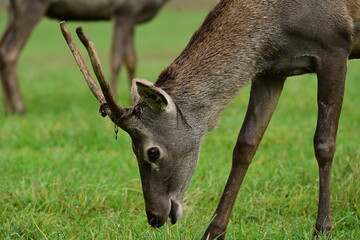Junger Hirsch im Gehege der gerade Bast verliert