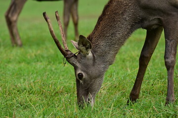 Junger Hirsch im Gehege der gerade Bast verliert