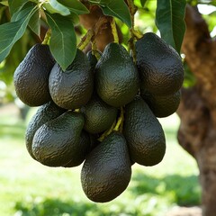 Ripe avocados hanging on a tree branch.