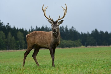 Junger Hirsch im Gehege der gerade Bast verliert