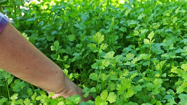 coriander in garden
