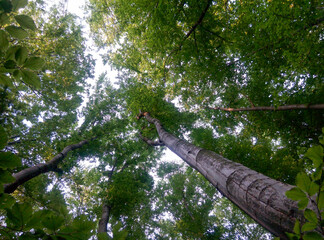 Fototapeta premium Upward view of tall trees with green foliage in forest canopy. Nature perspective photography. Woodland and tranquility concept for design and print.