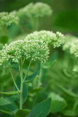 Fresh green buds delicately bloom, creating a serene and minimal botanical display