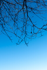 冬の青空に枯れ木の模様