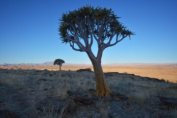 Köcherbaum (aloe dichotoma) im Namib-Naukluft-Park 