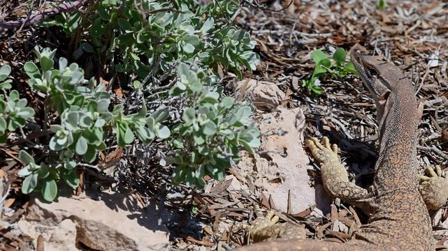 sand goanna, Varanus gouldii, also Goulds monitor and racehorse goanna, a big lizard at shark bay in Francois Peron national park along the coastline of the indian ocean in Western Australia.