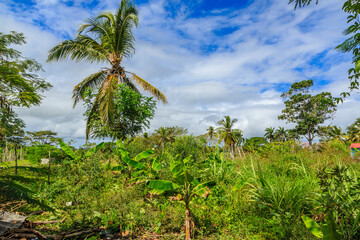 Fototapeta premium A lush green jungle with a palm tree in the foreground