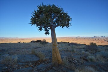 Naklejka premium Köcherbaum (aloe dichotoma) im Namib-Naukluft-Park 