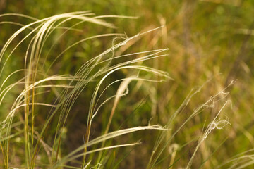 Feather grass lit by golden sunlight in a green meadow, showcasing soft, flowing textures and natural beauty.