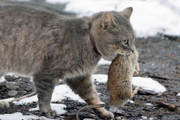 Obraz premium one big gray cat holding a gray rat in the mouth standing on the road in the snow in the winter street