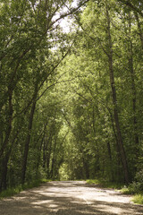 Dirt path through a forest with tall trees and a leafy canopy, illuminated by sunlight in a peaceful natural setting.