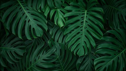 Fototapeta premium Monstera leaf tropical background. 