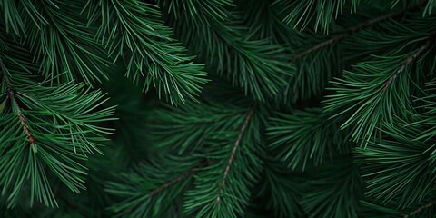 Christmas Banner with a background of thick, dark green Christmas tree branches. The background has a wintery feel, perfect for holiday flyers or social media posts.