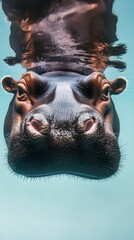 Fototapeta premium Close-up of a hippo partially submerged in clear water, highlighting its textured skin and curious expression.