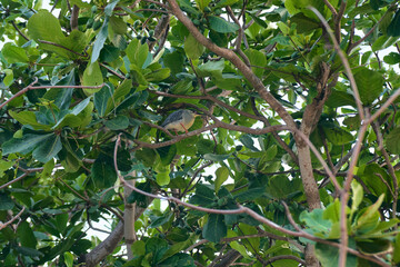 Green-backed Heron: a bird with a dark green back, grayish underparts, and bright orange-yellow legs and feet.