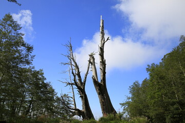 husband and wife tree in the sky