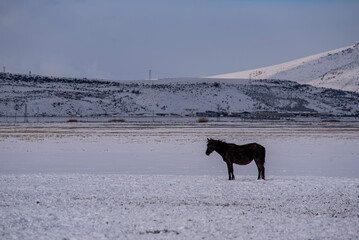 A horse is standing in the snow in a field