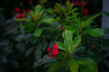 walk in Perdana Botanical Garden, Lush greenery and exotic plants in the Kuala Lumpur Botanical Garden, offering serene escape into nature with vibrant flowers, towering trees, and tranquil paths.