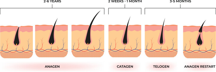 Anagen Catagen Telogen Anagen Restart Design Vector Illustration