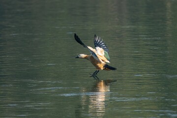 Ruddy Shelduck landing on a lake