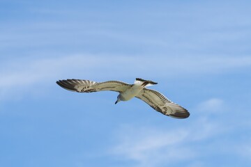 Obraz premium Seagull soaring in a blue sky.