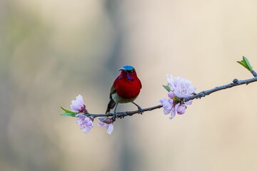Crimson Sunbird on Peach Flower