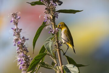 Indian white-eye bird on flowering plant