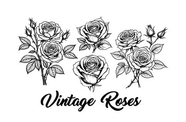 Vintage Engraving Roses Bouquets with Buds Vector Set in Black and White for Tattoo Design, Generaive AI