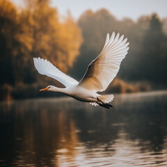 Obraz premium A beautiful photograph of an elegant white bird with an orange beak and long neck, gracefully flying over calm water in autumn.