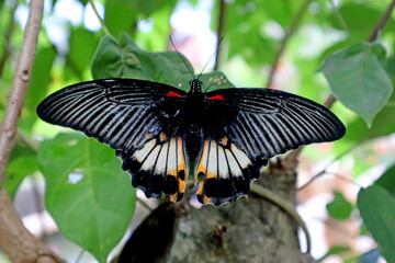 Colorful butterfly in close up, life at the farm