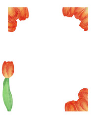 Frame Flowers tulips. Yellow tulips in watercolor.
petal, stem, leaf. Collection of illustrations. Floral, bright. Tulip on a white background.