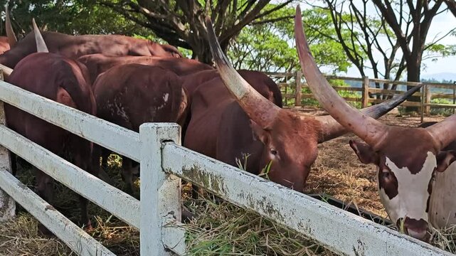 Watusi cow, Watusi cattle 