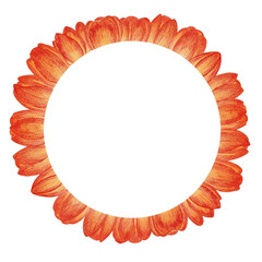 Frame Flowers tulips. Yellow tulips in watercolor.
petal, stem, leaf. Collection of illustrations. Floral, bright. Tulip on a white background.