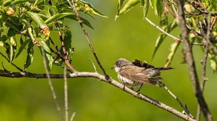 Spotted flycatcher (Muscicapa striata) on a Branch