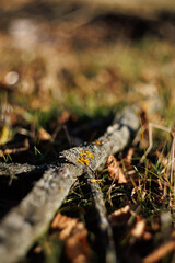 Nature seen up close