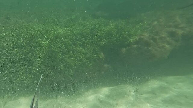 swimming with fish in the sea