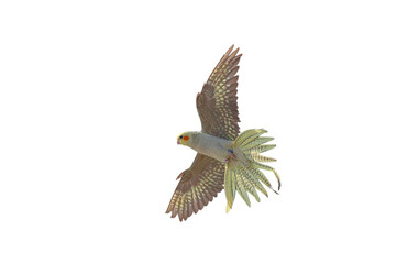 Beautiful flying Cockatiel parrot isolated on transparent background png file